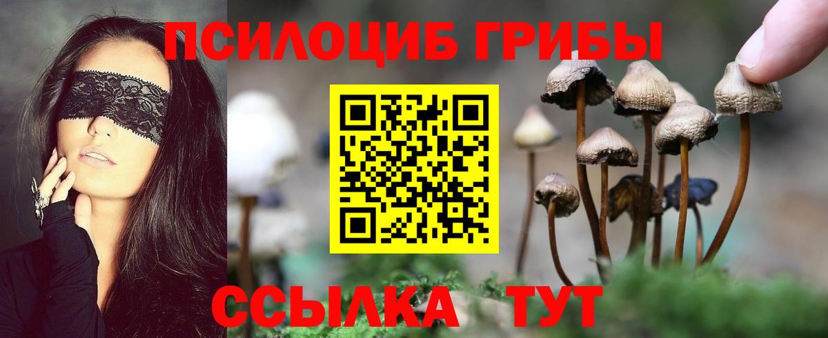 Галлюциногенные грибы Psilocybine cubensis Шадринск